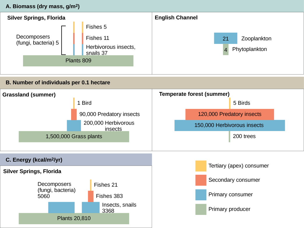  Part A: on the left is a pyramid diagram of the number of individuals per 0.1 hectare in a summer grassland. There are 1,500,000 grass plants, 200,000 herbivorous insects, 90,000 predatory insects, and 1 bird. Part A: on the right is a pyramid diagram of organisms per 0.1 hectare in a temperate forest. There are 200 trees, 150,000 herbivorous insects, 120,000 predatory insects, and 5 birds. Part B: on the left is a pyramid diagram of dry biomass in grams per meter squared in the English Channel. The biomass is 4 phytoplankton and 21 zooplankton. Part B: on the right is a pyramid diagram of dry biomass in grams per meter squared in Silver Springs, Florida. The biomass of plants is 809. The biomass of primary consumers, including herbivorous insects and snails is 37. The biomass of secondary consumer fishes is 11, and the biomass of tertiary consumer fishes is 5. Primary, secondary and tertiary decomposers have a combined biomass of 5. Part C is a pyramid diagram of energy in kilocalories per meter squared per year. The energy of plants is 20,810. The energy of primary consumers, including insects and snails, is 3,368. The energy of primary consumer fishes is 383, and the energy of secondary consumer fishes is 21. The energy of decomposers, including fungi and bacteria, is 5,060.