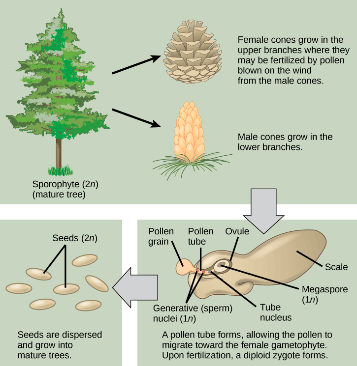 The conifer life cycle begins with a mature tree, which is called a sporophyte and is diploid (2n). The tree produces male cones in the lower branches, and female cones in the upper branches. The male cones produce pollen grains that contain two generative (sperm) nuclei and a tube nucleus. When the pollen lands on a female scale, a pollen tube grows toward the female gametophyte, which consists of an ovule containing the megaspore. Upon fertilization, a diploid zygote forms. The resulting seeds are dispersed, and grow into a mature tree, ending the cycle.