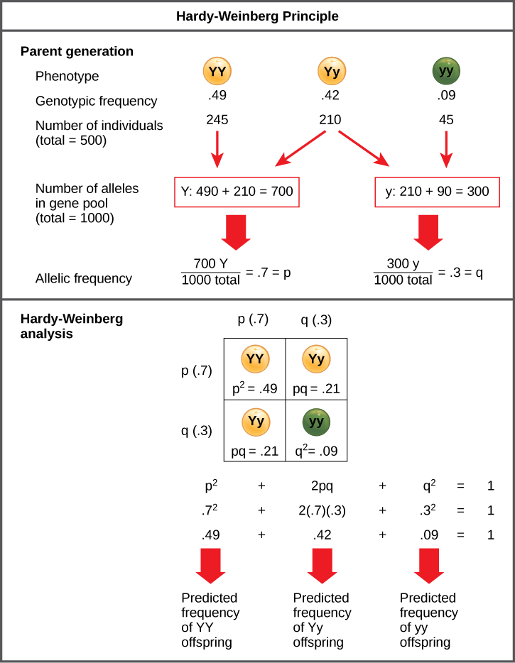 The Hardy-Weinberg principle is used to predict the genotypic distribution of offspring in a given population. In the example given, pea plants have two different alleles for pea color. The dominant capital Y allele results in yellow pea color, and the recessive small y allele results in green pea color. The distribution of individuals in a population of 500 is given. Of the 500 individuals, 245 are homozygous dominant (capital Y capital Y) and produce yellow peas. 210 are heterozygous (capital Y small y) and also produce yellow peas. 45 are homozygous recessive (small y small y) and produce green peas. The frequencies of homozygous dominant, heterozygous, and homozygous recessive individuals are 0.49, 0.42, and 0.09, respectively.  Each of the 500 individuals provides two alleles to the gene pool, or 1000 total. The 245 homozygous dominant individuals provide two capital Y alleles to the gene pool, or 490 total. The 210 heterozygous individuals provide 210 capital Y and 210 small y alleles to the gene pool. The 45 homozygous recessive individuals provide two small y alleles to the gene pool, or 90 total. The number of capital Y alleles is 490 from homozygous dominant individuals plus 210 from homozygous recessive individuals, or 700 total. The number of small y alleles is 210 from heterozygous individuals plus 90 from homozygous recessive individuals, or 300 total.  The allelic frequency is calculated by dividing the number of each allele by the total number of alleles in the gene pool. For the capital Y allele, the allelic frequency is 700 divided by 1000, or 0.7; this allelic frequency is called p. For the small y allele the allelic frequency is 300 divided by 1000, or 0.3; the allelic frequency is called q.  Hardy-Weinberg analysis is used to determine the genotypic frequency in the offspring. The Hardy-Wienberg equation is p-squared plus 2pq plus q-squared equals 1. For the population given, the frequency is 0.7-squared plus 2 times .7 times .3 plus .3-squared equals one. The value for p-squared, 0.49, is the predicted frequency of homozygous dominant (capital Y capital Y) individuals. The value for 2pq, 0.42, is the predicted frequency of heterozygous (capital Y small y) individuals. The value for q-squared, .09, is the predicted frequency of homozygous recessive individuals. Note that the predicted frequency of genotypes in the offspring is the same as the frequency of genotypes in the parent population. If all the genotypic frequencies, .49 plus .42 plus .09, are added together, the result is one 