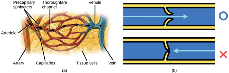 Illustration A shows an artery branching off into an arteriole, which branches into a capillary bed. The start of each capillary has a sphincter regulating flow through it. The capillaries converge into a venule, which joins a vein. Part B shows a valve in a blood vessel. The valve is slightly curved such that flow in one direction pushes it open, while flow in the other direction pushes it closed.