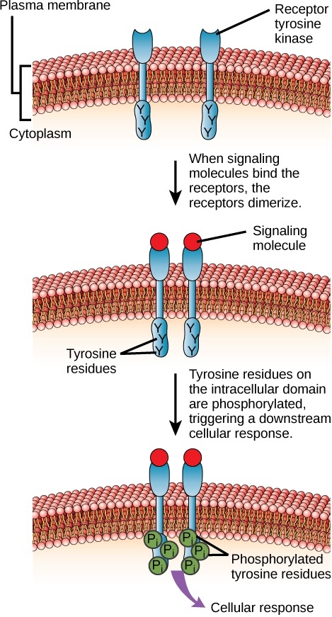 This illustration shows two receptor tyrosine kinase monomers embedded in the plasma membrane. Upon binding of a signaling molecule to the extracellular domain, the receptors dimerize. Tyrosine residues on the intracellular surface are then phosphorylated, triggering a cellular response.