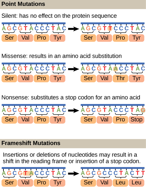 Illustration shows different types of point mutations that result from a single amino acid substitution. In a silent mutation, no change in the amino acid sequence occurs. In a missense mutation, one amino acid is substituted for another. In a nonsense mutation, a stop codon is substituted for an amino acid. In a frameshift mutation, one or more bases is added or deleted, resulting in a change in the reading frame.