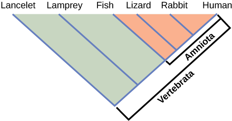 The illustration shows the V-shaped Vertebrata clade, which includes lancelets, lampreys, fish, lizards, rabbits, and humans. Lancelets are at the left tip of the V, and humans are at the right tip. Four more lines are drawn parallel to the lancelet line; each of these lines starts further up the right arm of the V than the next. At the end of each line, from left to right, are lampreys, fish, lizards, and rabbits. Lizards, rabbits, and humans are in the clade Amniota, which form a small V nested in the upper right-hand corner of the V-shaped Vertebrata clade.