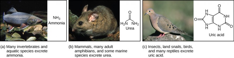 Part A shows a photo of a freshwater fish and states that many invertebrates and aquatic species excrete ammonia. The chemical structure of ammonia is NH3. Part B shows a photo of a wood rat and states that mammals, many adult amphibians, and some marine species excrete urea. The chemical structure of urea is shown. Urea has two NH2 groups attached to a central carbon. An oxygen is also double-bonded to this central carbon. Part C shows a photo of a pigeon and states that insects, land snails, birds, and many reptiles excrete uric acid. The chemical structure of uric acid is shown. Uric acid has a six-membered carbon ring attached to a five-membered ring. Each ring has two NH groups embedded in it. An oxygen is double-bonded to each ring.
