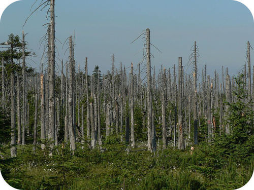 Trees killed by acid rain