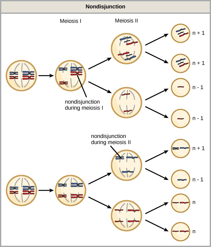 This illustration shows nondisjunction that occurs during meiosis I. Nondisjunction during meiosis I occurs when a homologous pair fails to separate, and results in two gametes with n + 1 chromosomes, and two gametes with n − 1 chromosomes. Nondisjunction during meiosis II would occur when sister chromatids fail to separate, and results in one gamete with n + 1 chromosomes, one gamete with n − 1 chromosomes, and two normal gametes.