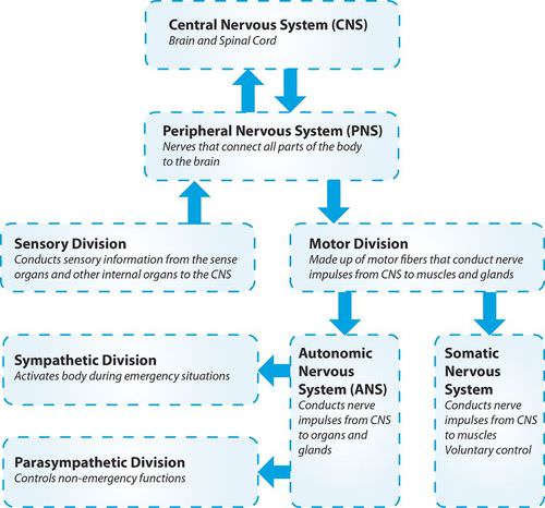 Divisions of the nervous system
