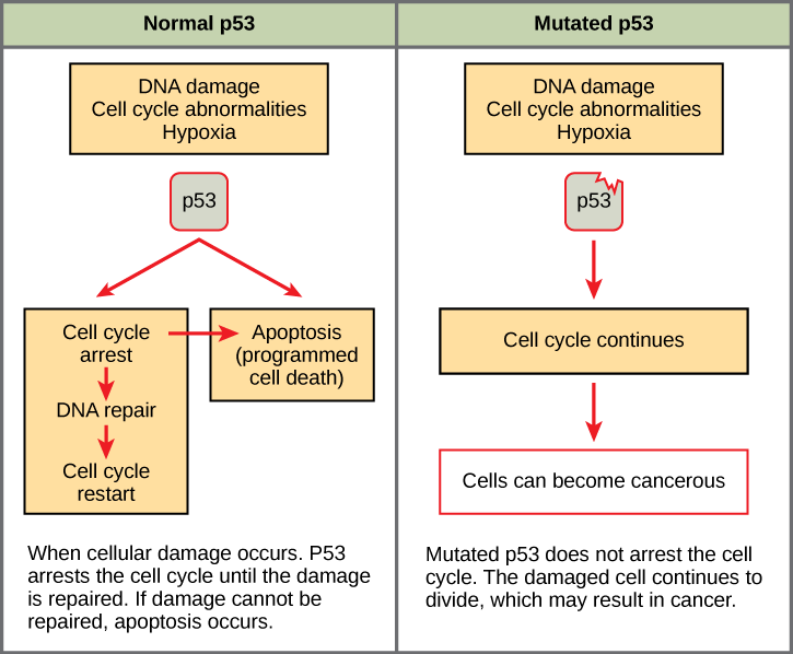 Part a: This illustration shows cell cycle regulation by normal p53, which arrests the cell cycle in response to DNA damage, cell cycle abnormalities, or hypoxia. Once the damage is repaired, the cell cycle restarts. If the damage cannot be repaired, apoptosis (programmed cell death) occurs. Part b: Mutated p53 does not arrest the cell cycle in response to cellular damage. As a result, the cell cycle continues, and the cell may become cancerous.