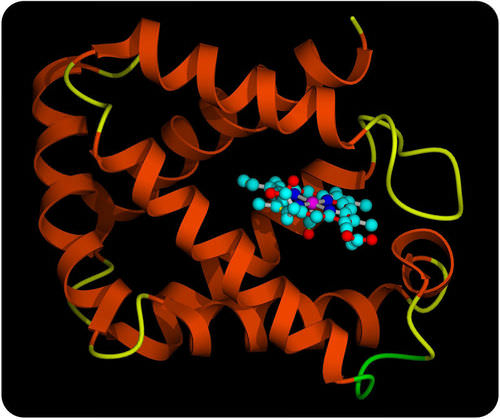 A model of the protein hemoglobin, which allows blood to carry oxygen throughout the body