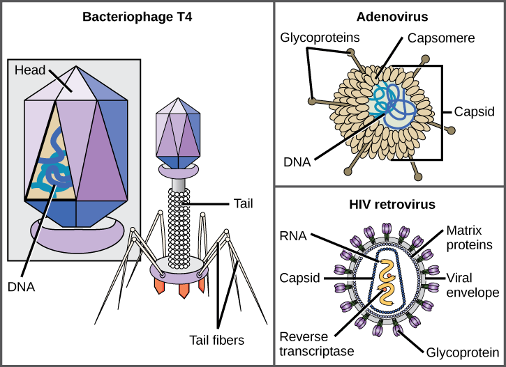 Illustration a shows bacteriophage T4, which houses its DNA genome in a hexagonal head. A long, straight tail extends from the bottom of the head. Tail fibers attached to the base of the tail are bent, like spider legs. In b, adenovirus houses its DNA genome in a round capsid made from many small capsomere subunits. Glycoproteins extend from the capsomere, like pins from a pincushion. In c, the HIV retrovirus houses its RNA genome and an enzyme called reverse transcriptase in a bullet-shaped capsid. A spherical viral envelope, lined with matrix proteins, surrounds the capsid. Glycoproteins extend from the viral envelope.