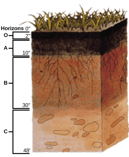  Illustration shows a cross-section of soil layers, or horizons. The top layer, from zero to two inches, is the O horizon. The O horizon is a rich, deep brown color. From two to ten inches is the A horizon. This layer is slightly lighter in color than the O horizon, and extensive root systems are visible. From ten to thirty inches is the B horizon. The B horizon is reddish brown. Longer roots extend to the bottom of this layer. The C  horizon extends from 30 to 48 inches. This layer is rocky and devoid of roots.