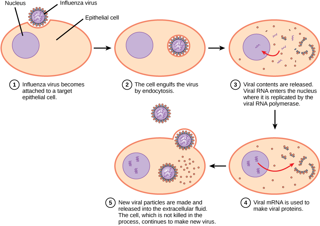 The illustration shows the steps of an influenza virus infection. In step 1, influenza virus becomes attached to a target epithelial cell. In step 2, the cell engulfs the virus by endocytosis, and the virus becomes encased in the cell’s plasma membrane. In step 3, the membrane dissolves, and the viral contents are released into the cytoplasm. Viral mRNA enters the nucleus, where it is replicated by viral RNA polymerase. In step 4, viral mRNA exits to the cytoplasm, where it is used to make viral proteins. In step 5, new viral particles are released into the extracellular fluid. The cell, which is not killed in the process, continues to make new virus.