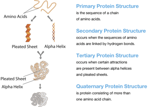 Illustrates the different structures of proteins