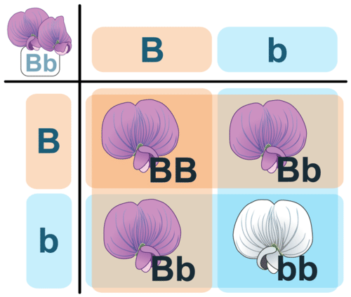 Punnett square cross between two heterozygotes