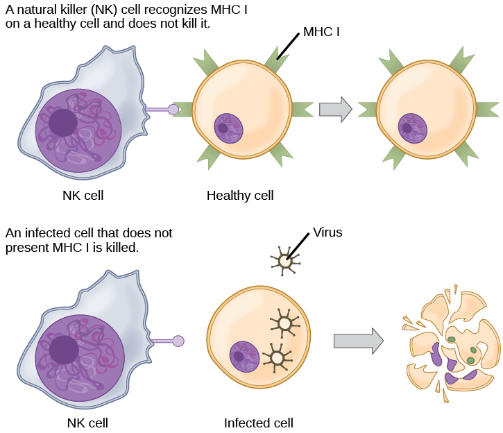 Healthy, uninfected cells present MHC I on their surface. A natural killer cell recognizes the MHC I and does not kill the cell. An infected cell that does not produce MHC I is killed.