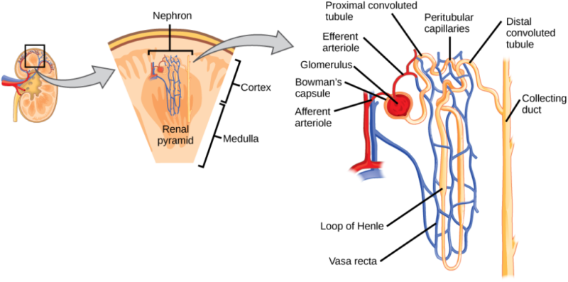 Kidney figure