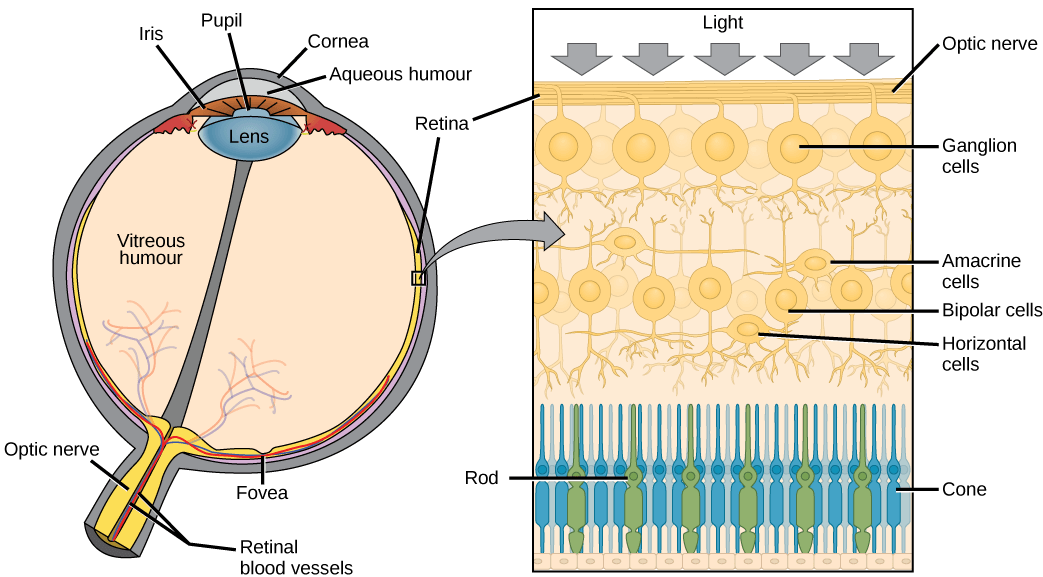 The left illustration shows a human eye, which is round and filled with vitreous humour. The optic nerve and retinal blood vessels exit the back of the eye. At the front of the eye is the lens with a pupil in the middle. The lens is covered by the iris, which in turn is covered by the cornea. The aqueous humour is a gel-like substance between the cornea and iris. The retina is the lining of the inner eye. A second illustration is a blowup which shows that the optic nerve is at the surface of the retina. Beneath the optic nerve is a layer of ganglion cells, and beneath this is a layer of bipolar cells. Both ganglia and bipolar cells are nerve cells with root-like appendages. Beneath the bipolar cell layer are the rods and cones. Rods and cones are similar in structure and column-like.