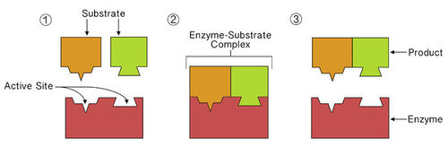 Enzyme binding reactant at active site