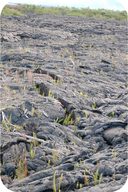 Primary succession, volcanic eruption being colonized by pioneer species