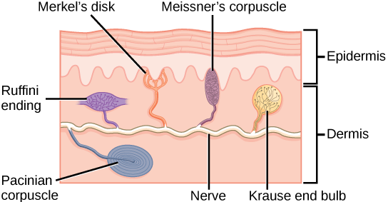 Illustration shows the location of various mechanoreceptors in a cross section of the epidermis and dermis. A nerve runs along the middle of the dermis, and all the mechanoreceptors are connected to it. Ruffini endings, Merkel’s disks, and Meissner’s corpuscles are all located in the upper dermis above the nerve. Ruffini endings are bulbous, horizontal mechanoreceptors located in the middle of the upper dermis. Meissner’s corpuscles are bulbous, vertical mechanoreceptors that touch the bottom of the epidermis. Merkel’s disks have finger-like projections that also touch the bottom of the epidermis. The last type of mechanoreceptor, Pacini corpuscles, are oval mechanoreceptors located in the lower dermis.