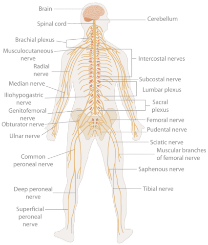 Nervous system in body
