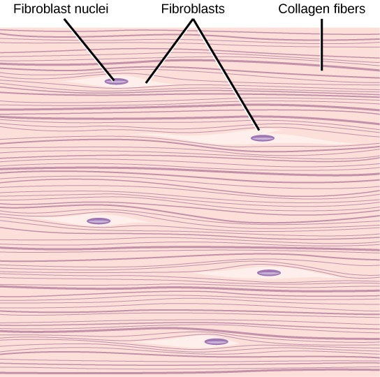 Illustration shows parallel collagen fibers woven tightly together. Interspersed among the collagen fibers are long, thin fibroblasts.