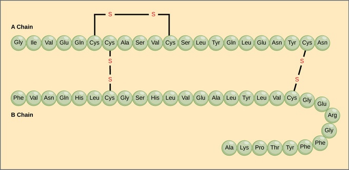 Primary structure: The A chain of insulin is 21 amino acids long and the B chain is 30 amino acids long, and each sequence is unique to the insulin protein.