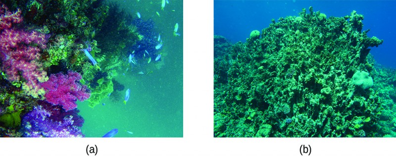 This figure contains two photographs of coral reefs. In a, a colorful reef that includes hues of purple and pink corals is shown in blue green water with fish swimming in the background. In b, grey-green mossy looking coral is shown in a blue aquatic environment. This photo does not have the colorful appearance or fish that were shown in figure a.