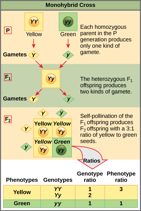 This illustration shows a monohybrid cross. In the P generation, one parent has a dominant yellow phenotype and the genotype YY, and the other parent has the recessive green phenotype and the genotype yy. Each parent produces one kind of gamete, resulting in an F_{1} generation with a dominant yellow phenotype and the genotype Yy. Self-pollination of the F_{1} generation results in an F_{2} generation with a 3 to 1 ratio of yellow to green peas. One out of three of the yellow pea plants has a dominant genotype of YY, and 2 out of 3 have the heterozygous phenotype Yy. The homozygous recessive plant has the green phenotype and the genotype yy.