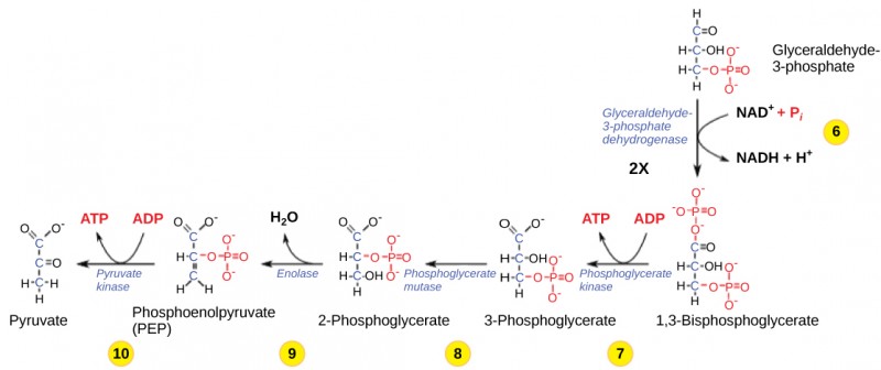 This illustration shows the steps in the second half of glycolysis. In step six, the enzyme glyceraldehydes-3-phosphate dehydrogenase produces one NADH molecule and forms 1,3-bisphosphoglycerate. In step seven, the enzyme phosphoglycerate kinase removes a phosphate group from the substrate, forming one ATP molecule and 3-phosphoglycerate. In step eight, the enzyme phosphoglycerate mutase rearranges the substrate to form 2-phosphoglycerate. In step nine, the enzyme enolase rearranges the substrate to form phosphoenolpyruvate. In step ten, a phosphate group is removed from the substrate, forming one ATP molecule and pyruvate.