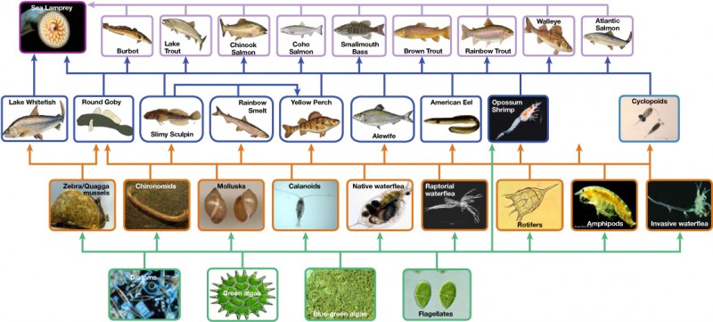  The bottom level of the illustration shows primary producers, which include diatoms, green algae, blue-green algae, flagellates, and rotifers. The next level includes the primary consumers that eat primary producers. These include calanoids, waterfleas, and cyclopoids, rotifers and amphipods. The shrimp also eats primary producers. Primary consumers are in turn eaten by secondary consumers, which are typically small fish. The small fish are eaten by larger fish, the tertiary, or apex consumers. The yellow perch, a secondary consumer, eats small fish within its own trophic level. All fish are eaten by the sea lamprey. Thus, the food web is complex with interwoven layers.