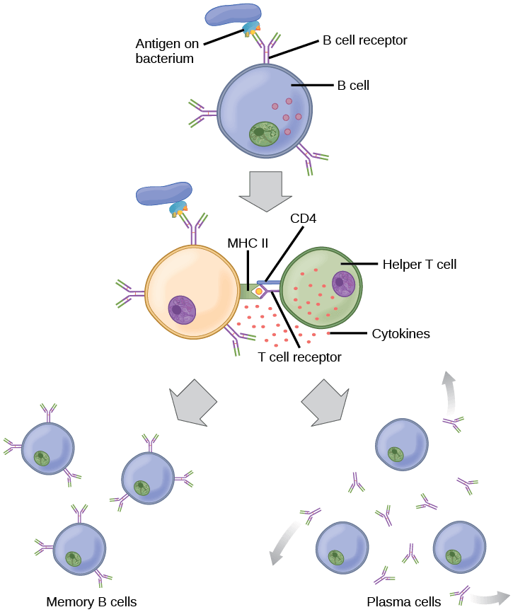 Illustration shows activation of a B cell. An antigen on the surface of a bacterium binds the B cell receptor. The antigen engulfs the antigen, and presents an epitope on its surface in conjunction with a MHC II receptor. A T cell receptor and CD4 molecule on the surface of a helper T cell recognize the epitope–MHC II complex and activate the B cell. The B cell divides and turns into memory B cells and plasma cells. Memory B cells present antigen on their surface. Plasma B cells excrete antigen.