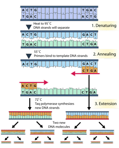 Polymerase chain reaction process