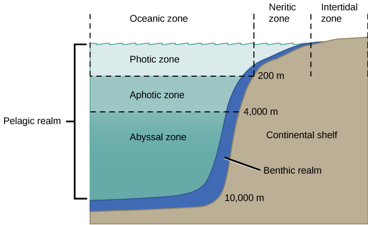  The illustration divides the ocean into different zones based on depth. The top layer, called the photic zone, extends from the surface to 200 m. The aphotic zone extends from 200 to 4,000 m. They abyssal zone extends from 4,000 m to the ocean bottom. The ocean is also divided into zones based on distance from the shore. The intertidal zone extends from high to low tide. The neritic zone extends from the intertidal zone to the point at which ocean depth is about 200 m. At about this depth, the continental shelf ends in a steep slope to the ocean bottom. The oceanic zone is the area of open ocean. A thin section of the oceanic zone extending from top to bottom and adjacent to the continental shelf is labeled the benthic realm. All of the ocean’s open water is referred to as the pelagic realm, which is labeled on the left.