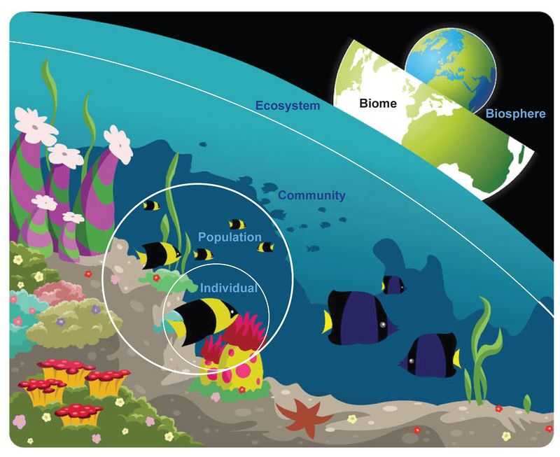 Levels of organization in nature