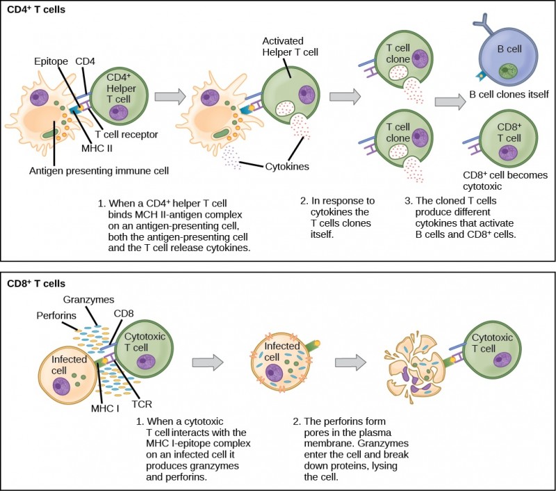  Illustration shows activation of a CD4-plus helper T cell. An antigen-presenting cell digests a pathogen. Epitopes from this pathogen are presented in conjunction with MHC II molecules on the cell surface. A T cell receptor and a CD8 receptor, both on the surface of the T cell, bind the MHC II-epitope complex. As a result, the helper T cell becomes activated and both the helper T cell and antigen-presenting cell release cytokines. The cytokines induce the helper T cell to clone itself. The cloned helper T cells release different cytokines that activate B cells and CD8+ T cells, turning them into cytotoxic T cells. The cytotoxic and binds the MHC I-epitope complex on an infected cell. The cytotoxic T cell then releases perforin molecules, which form a pore in the plasma membrane, and granzymes, which break down proteins, killing the cell.