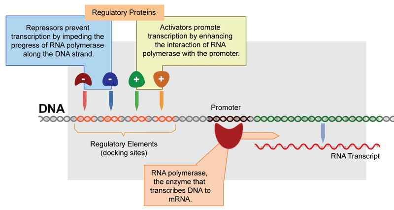 Regulation of transcription