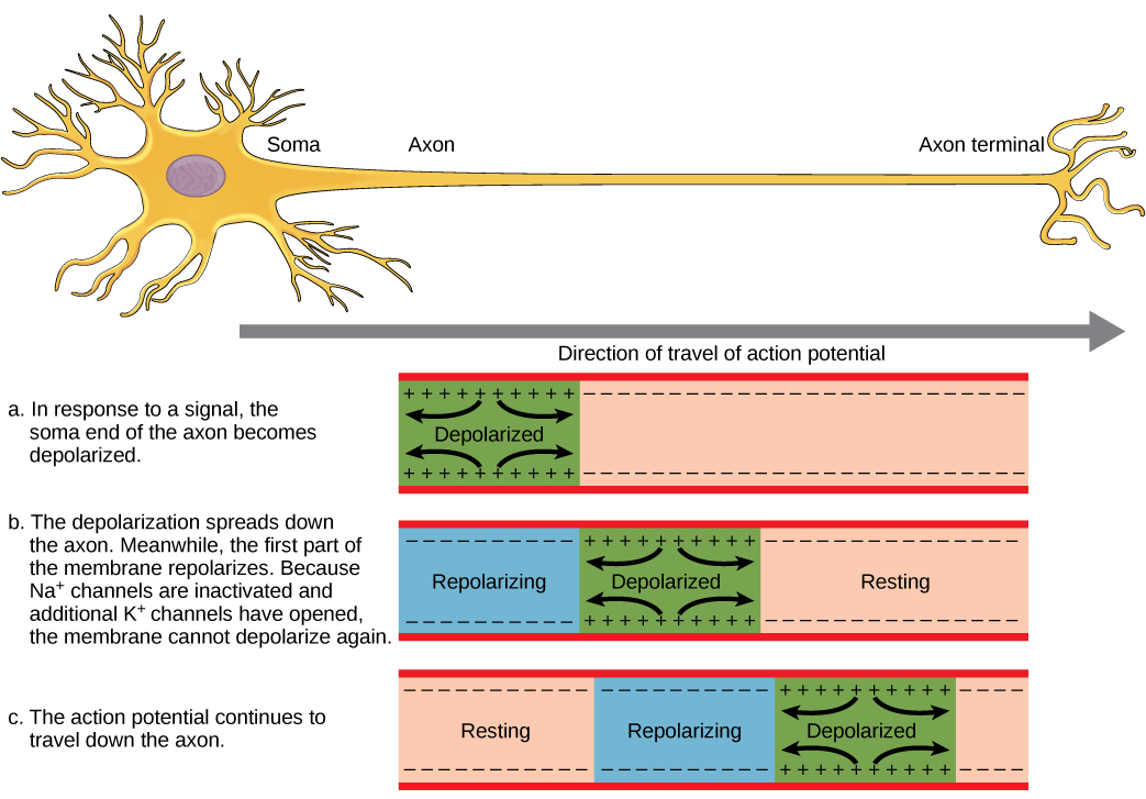 The action potential travels from the soma down the axon to the axon terminal. The action potential is initiated when a signal from the soma causes the soma-end of the axon membrane to depolarize. The depolarization spreads down the axon. Meanwhile, the membrane at the start of the axon repolarizes. Because potassium channels are open, the membrane cannot depolarize again. The action potential continues to spread down the axon this way.