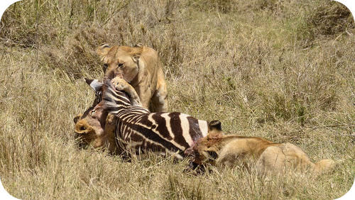 Lions feeding on the carcass of a zebra