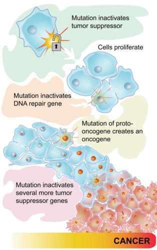 Flowchart of how cancer develops