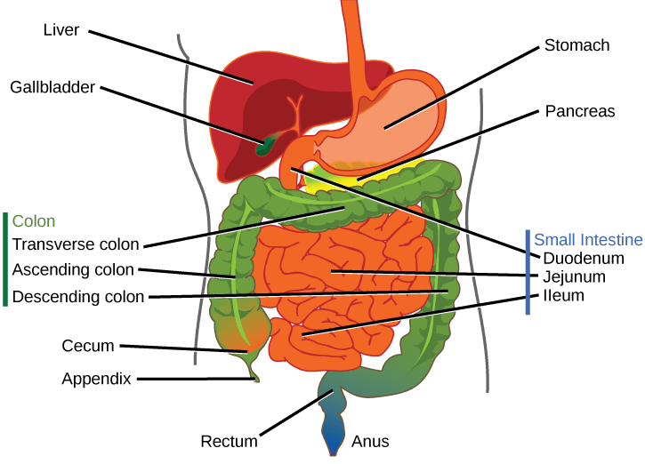 Illustration shows the human lower digestive system, which begins with the stomach, a sac that lies above the large intestine. The stomach empties into the small intestine, which is a long, highly folded tube. The beginning of the small intestine is called the duodenum, the long middle part is called the jejunum, and the end is called the ileum. The ileum empties into the large intestine on the right side of the body. Beneath the junction of the small and large intestine is a small pouch called the cecum. The appendix is at the bottom end of the cecum. The large intestine travels up the left side of the body, across the top of the small intestine, then down the right side of the body. These parts of the large intestine are called the ascending colon, the transverse colon and the descending colon, respectively. The large intestine empties into the rectum, which is connected to the anus. The pancreas is sandwiched between the stomach and large intestine. The liver is a triangular organ that sits above and slightly to the right of the stomach. The gallbladder is a small bulb between the liver and stomach.