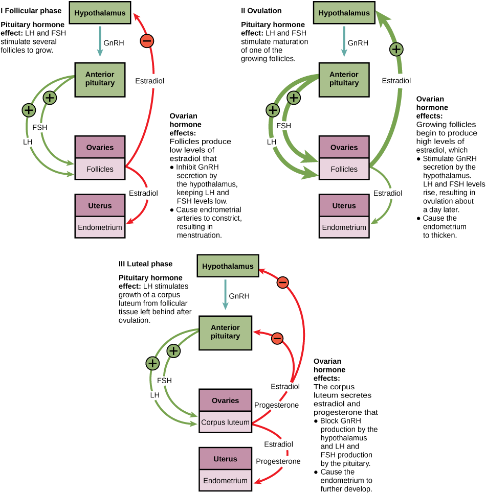 Hormone levels during the follicular phase, ovulation, and the luteal phase are compared. During the follicular phase, LH and FSH secreted from the pituitary stimulate several follicles to grow. The follicles produce low levels of estradiol that inhibit GnRH secretion by the hypothalamus, keeping LH and FSH levels low. Low levels of estradiol also cause the endometrial arteries to constrict, resulting in menstruation. During the time leading up to ovulation, LH and FSH stimulate maturation of one of the follicles. The growing follicle begins to produce high levels of estradiol, which stimulates GnRH secretion by the hypothalamus. As a result, LH and FSH levels rise, resulting in ovulation about a day later. Estradiol also causes the endometrium to thicken. After ovulation, the ovarian cycle enters the luteal phase. LH from the pituitary stimulates growth of the corpus luteum from the ruptured follicle. The corpus luteum secretes estradiol and progesterone that block GnRH production by the hypothalamus and LH and FSH production by the pituitary. Estradiol and progesterone also cause the endometrium to further develop.