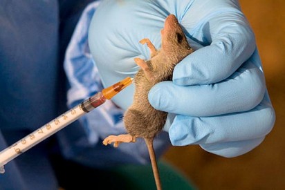 Ebonyi State Schools Shutdown Due to Lassa Fever Outbreak
