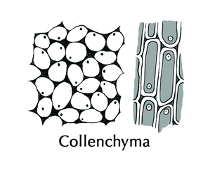 collenchyma