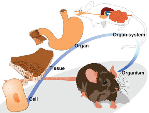 Organization of digestive organ system in a mouse