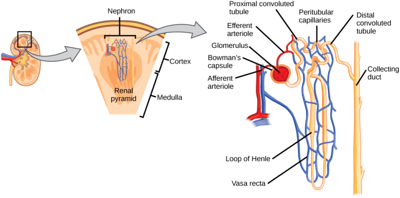 Illustration shows the nephron, a tube-like structure that begins in the kidney cortex. Here, arterioles converge in a bulb-like structure called the glomerulus, which is partly surrounded by a Bowman’s capsule. Afferent arterioles enter the glomerulus, and efferent arterioles leave. The glomerulus empties into the proximal convoluted tubule. A long loop, called the loop of Henle, extends from the proximal convoluted tubule to the inner medulla of the kidney, and then back out to the cortex. There, the loop of Henle joins a distal convoluted tubule. The distal convoluted tubule joins a collecting duct, which travels from the medulla back into the cortex, toward the center of the kidney. Eventually, the contents of the renal pyramid empty into the renal pelvis, and then the ureter.