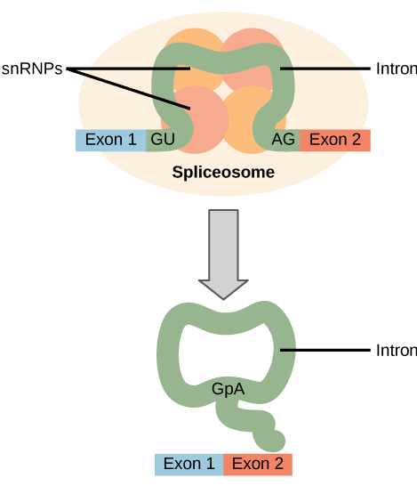 Illustration shows a spliceosome bound to mRNA. An intron is wrapped around snRNPs associated with the spliceosome. When the splice is complete, the exons on either side of the intron are fused together, and the intron forms a ring structure.