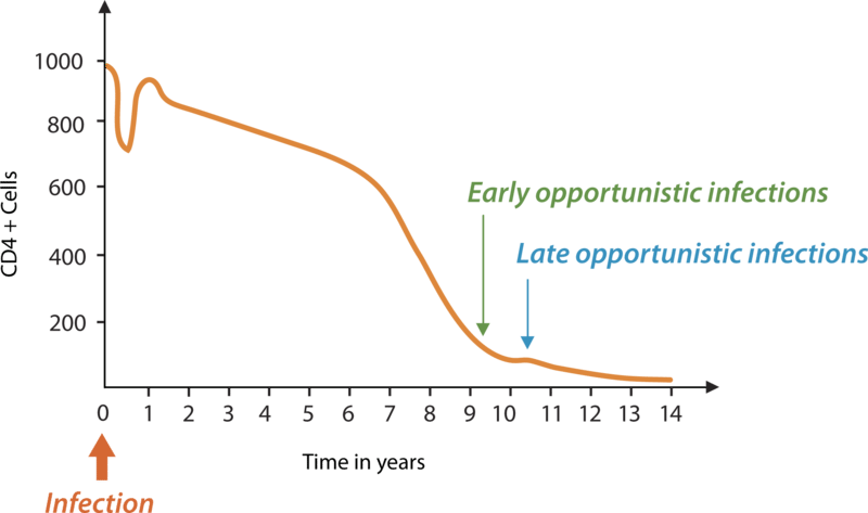 CD4 T cell count during HIV infection