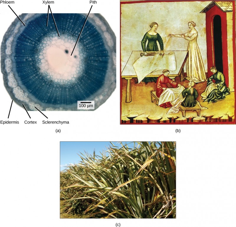  Part A shows a cross section of a flax stem. The pith is white tissue in the center of the stem. Outside the pith is a layer of xylem. The inner xylem cells are large, while ones further out are smaller. The smaller xylem cells radiate out from the center, like spokes on a wheel. Outside the xylem is a ring of phloem cells. The phloem is surrounded by a layer of sclerenchyma cells, then a layer of cortex cells. Outside the cortex is the epidermis. Part B is a painting of women working with linen cloth. One is smoothing the cloth on a table, and the other women are sitting with linen on their laps. Part C is a photo of flax plants, which have long, wide leaves that taper toward narrow tips.