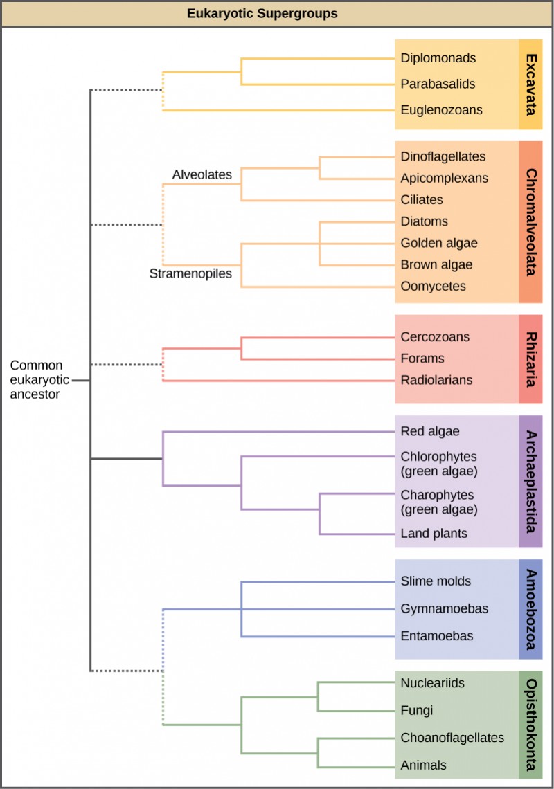 The chart shows the relationship of eukaryotic supergroups, which all arose from a common eukaryotic ancestor. The six groups are Excavata, Chromalveolata, Rhizaria, Archaeplastida, Amoebozoa, and Opisthokonta. Excavata includes the kingdoms diplomonads, parabasalids, and euglenozoans. Chromalveolata includes the kingdoms dinoflagellates, apicomplexans, and ciliates, all within the alveolate lineage, and the diatoms, golden algae, brown algae, and oomycetes, all within the stramenopile lineage. Rhizaria includes cercozoans, forams, and radiolarians. Archaeplastida includes red algae and two kingdoms of green algae, chlorophytes and charophytes, and land plants. Amoebozoa includes slime molds, gymnamoebas, and entamoebas. Opisthokonta includes nucleariids, fungi, choanoflagellates, and animals.